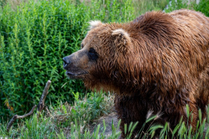 Top Speed of a Grizzly Bear