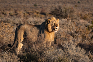 Top Speed of a Lion