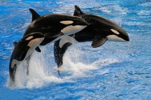 Top Speed of an Orca (Killer Whale)