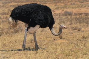 Ostrich Speed