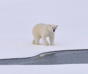 Top Speed of a Polar Bear