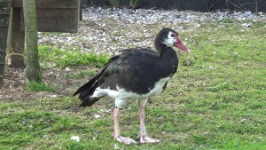 Spur-Winged Goose Top Speed