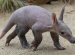 Aardvark