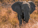 African Elephant