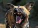 African Wild Dog