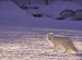 Arctic Fox