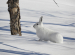 Arctic Hare