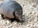 Armadillo