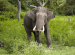 Asian Elephant