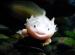 Axolotl - Weird Little Funny Animal