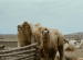 Bactrian Camel