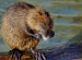 Beaver