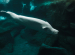 Beluga Whale