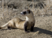 Black-Footed Ferret