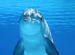 Bottlenose Dolphin