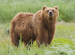 Brown Bear