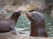 California Sea Lion