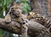 Clouded Leopard