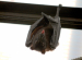 Common Vampire Bat