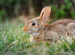 Cottontail Rabbit