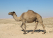 Dromedary