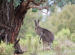 Eastern Gray Kangaroo