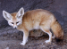 Fennec Fox