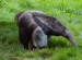 Giant Anteater