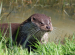 Giant River Otter