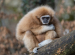 Gibbon