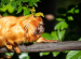 Golden Lion Tamarin