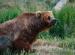 What Does a Grizzly Bear Eat?