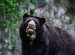 Andean Bear