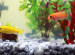 Pet Fish