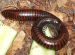 Giant African Millipede