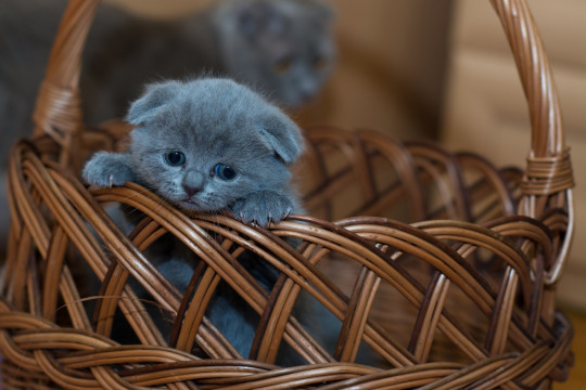 Grey Kitten in Brown Basket