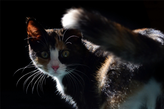 Black mysterious Cat