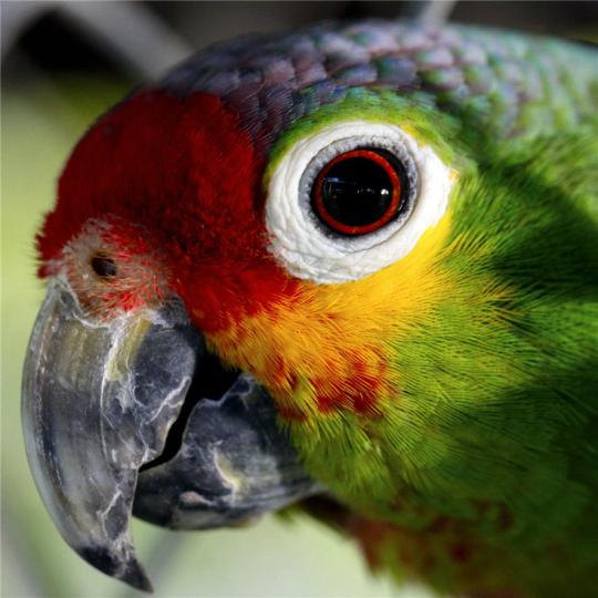 Closeup View of Parrot Face