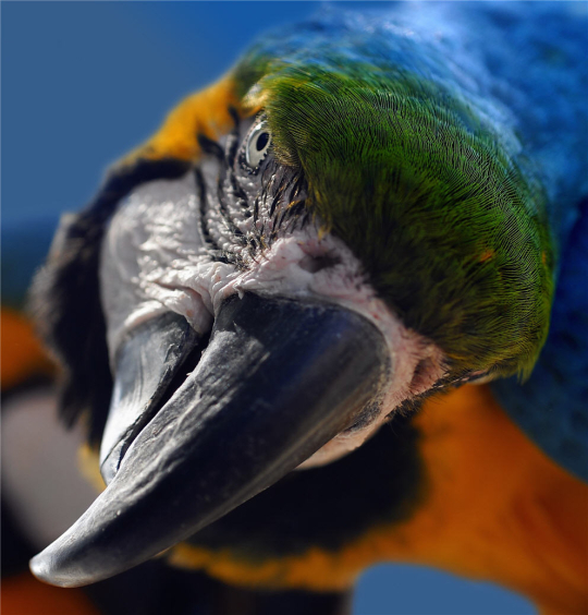 Closeup View of Macaw Face