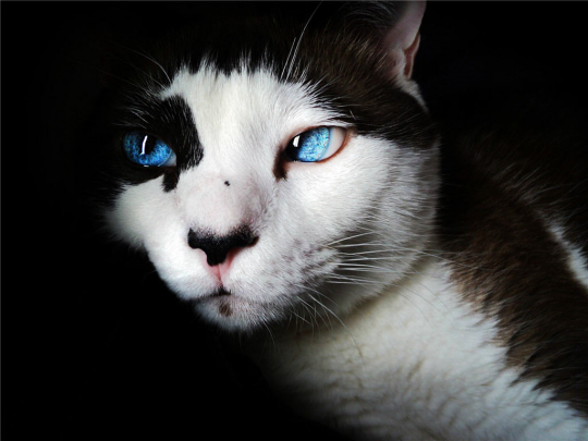 Mysterious Cat with Blue Eyes