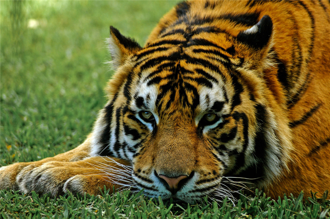 Tiger_Lying_on_the_Ground